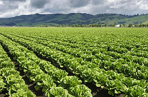 Produce Farm Field Image