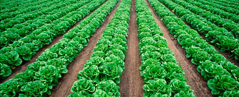 GSF Fresh Lettuce Crop Fields